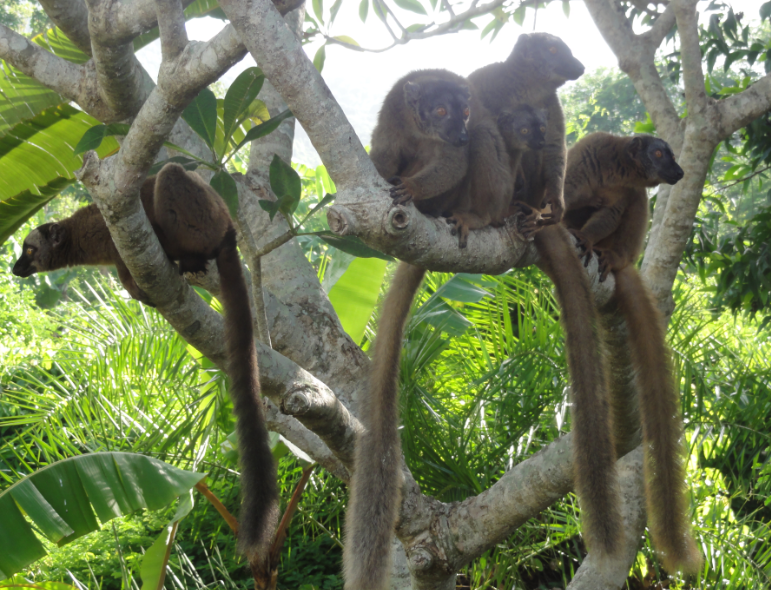 Les makis sont des lémuriens endémiques à Mayotte