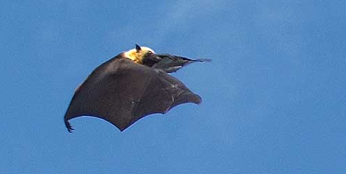 La roussette est une grande chauve souris qui vit le jour